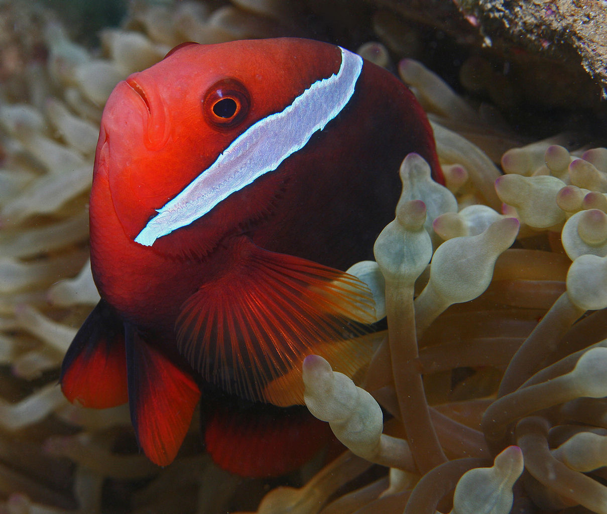 Amphiprion frenatus (Pesce pagliaccio a una striscia)